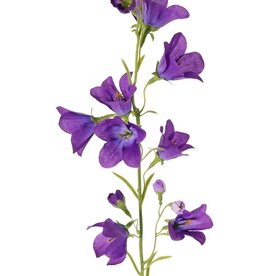 Campanula x8, 66cm