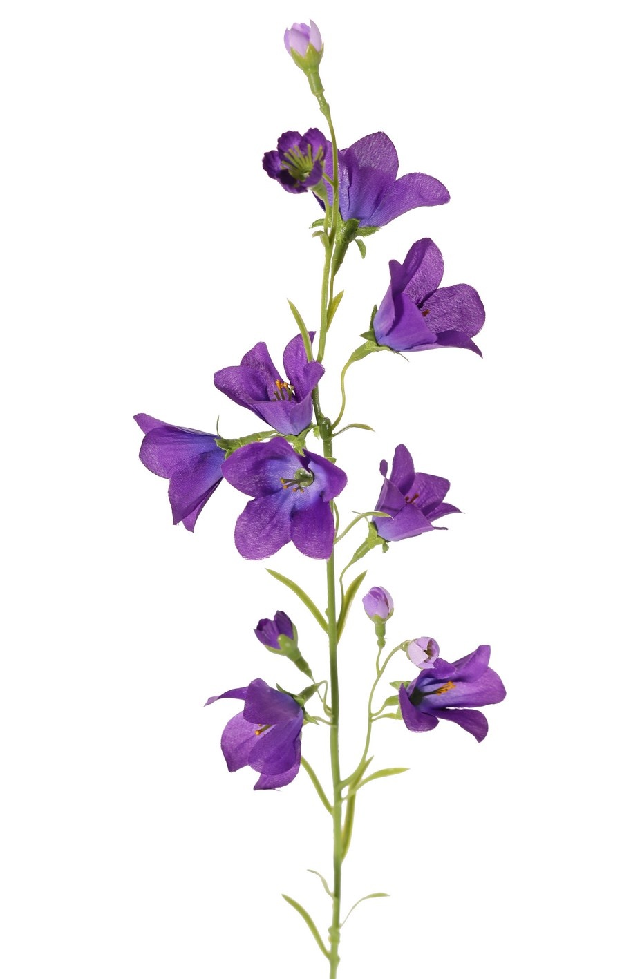 Campanula x8, 66cm