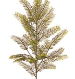 Fir branch (Abies) with 24 tufts of leaves with needles (12 x 4 cm), 57 cm