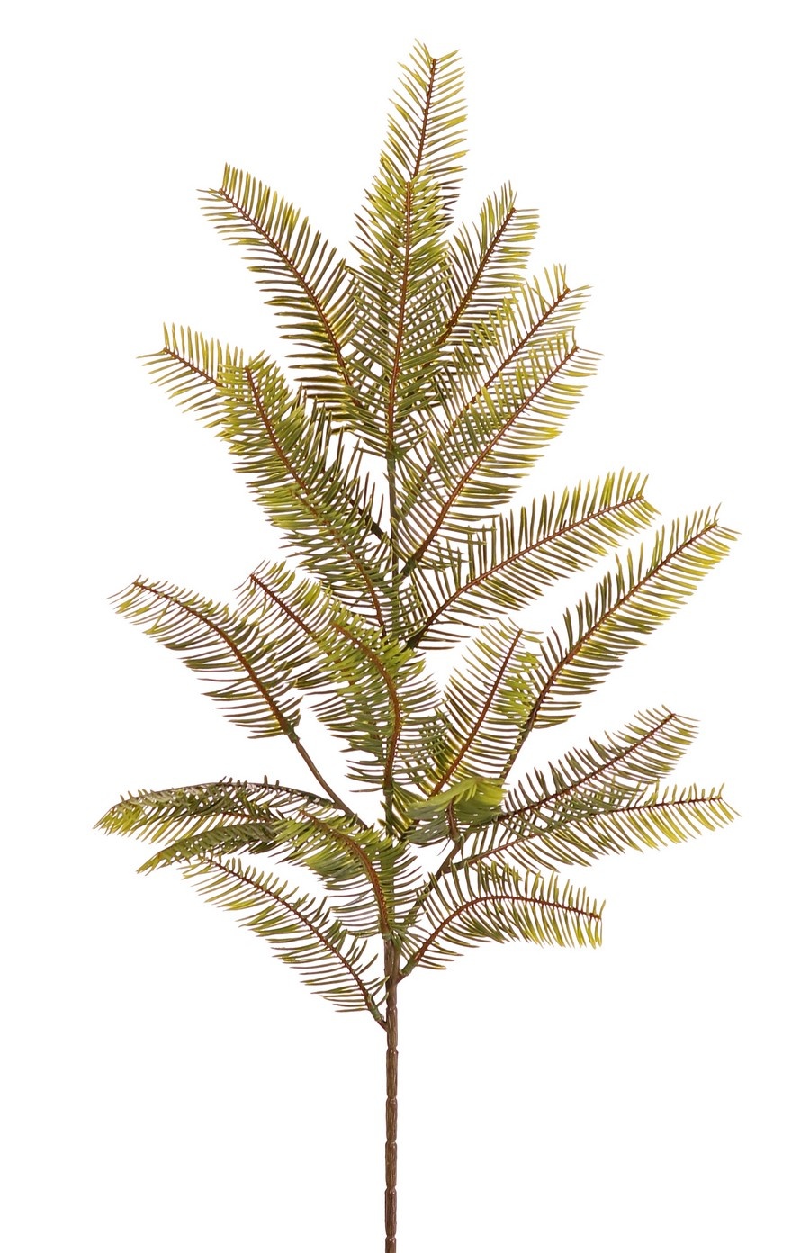 Fir branch (Abies) with 24 tufts of leaves with needles (12 x 4 cm), 57 cm