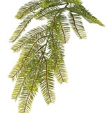 Fir branch (Abies) with 24 tufts of leaves with needles (12 x 4 cm), 57 cm