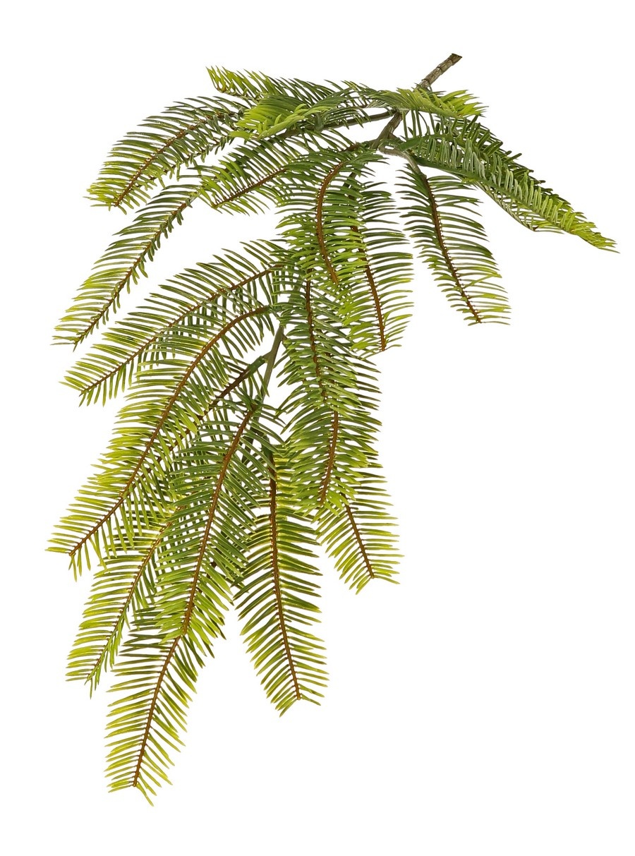 Fir branch (Abies) with 24 tufts of leaves with needles (12 x 4 cm), 57 cm