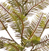 Fir branch (Abies) with 24 tufts of leaves with needles (12 x 4 cm), 57 cm