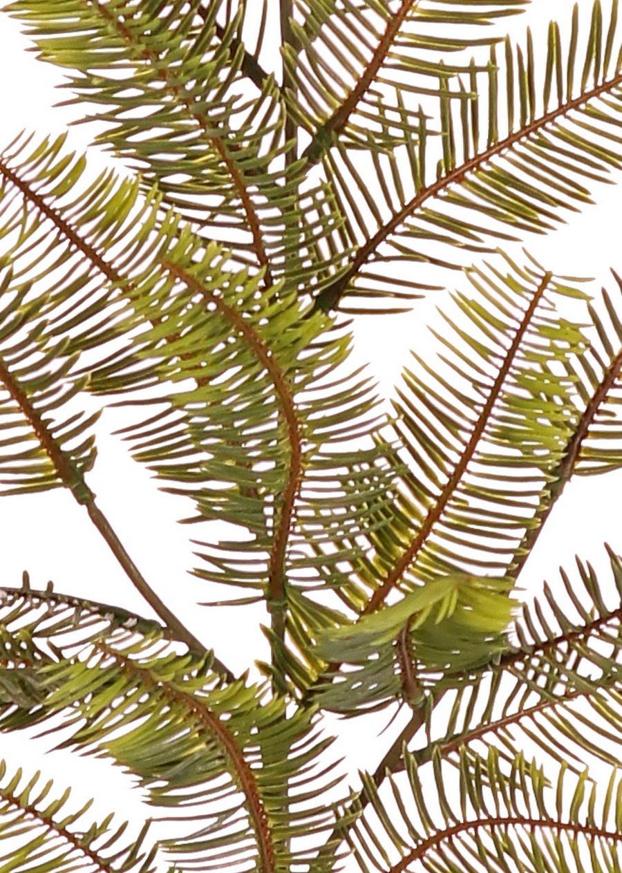 Fir branch (Abies) with 24 tufts of leaves with needles (12 x 4 cm), 57 cm