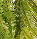 Asplenium varentoef (Dragon tail) 'Greenz', 3 takken, 2x vertakt, met 6 grote bladtoeven, 50 cm