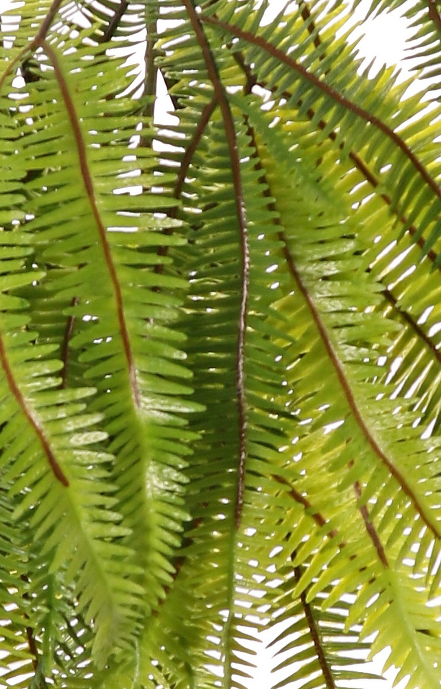 Asplenium varentoef (Dragon tail) 'Greenz', 3 takken, 2x vertakt, met 6 grote bladtoeven, 50 cm