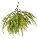Asplenium varentoef (Dragon tail) 'Greenz', 3 takken, 2x vertakt, met 6 grote bladtoeven, 50 cm