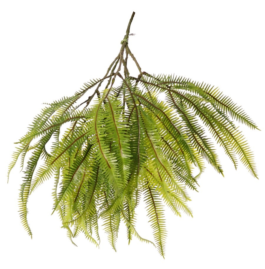 Asplenium varentoef (Dragon tail) 'Greenz', 3 takken, 2x vertakt, met 6 grote bladtoeven, 50 cm