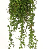 Erwtenplantje (Senecio Rowleyanus) met 39 uitlopers, 45 cm, volplastic