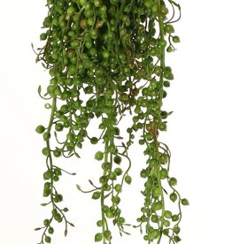 Erwtenplantje (Senecio Rowleyanus) met 39 uitlopers, 45 cm, volplastic