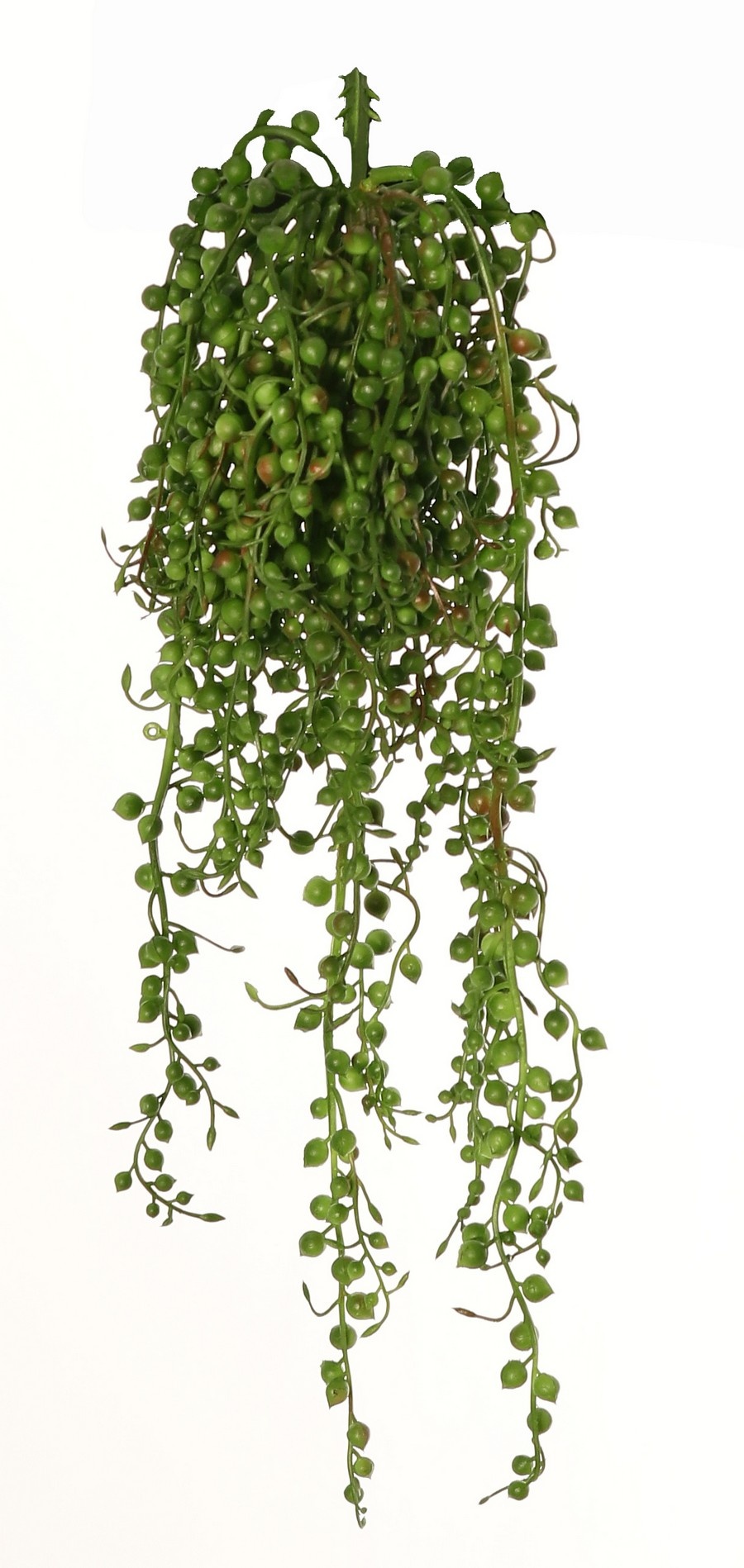 Erwtenplantje (Senecio Rowleyanus) met 39 uitlopers, 45 cm, volplastic