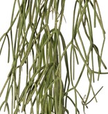 Rhipsalis (koraalcactus) met 3 hoofdvertakkingen, volplastic, 120 cm