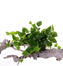 Pothosbush (Epipremnum) x10, 100 leaves, PE leaf, UV resistant, RECYCLED, 52 cm