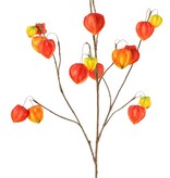 Physalistak (Lampionplant) XL, 3 grote vertakkingen, met 20 lampionnen (13 L/2 M/5 S), 106 cm