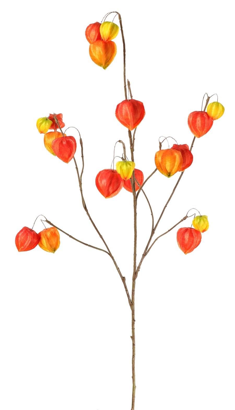 Physalis Branch (Lantern Plant) XL, 3 large branches, with 20 lanterns (13 L/2 M/5 S), 106 cm