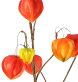 Physalistak (Lampionplant) XL, 3 grote vertakkingen, met 20 lampionnen (13 L/2 M/5 S), 106 cm