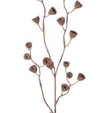 Abutilón (linterna china) 'Dried Beauty', 4 ramas, con 19 vainas de semillas, 83 cm