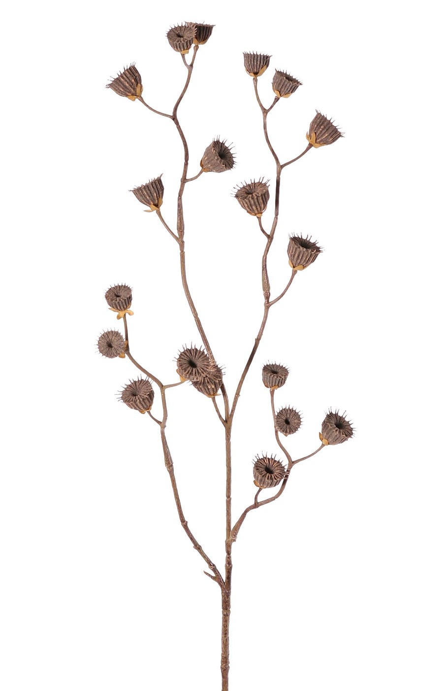 Abutilón (linterna china) 'Dried Beauty', 4 ramas, con 19 vainas de semillas, 83 cm