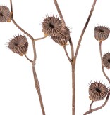 Abutilon (Chinese lantern) 'Dried Beauty' 4x branched, with 19 seed pods, 83 cm