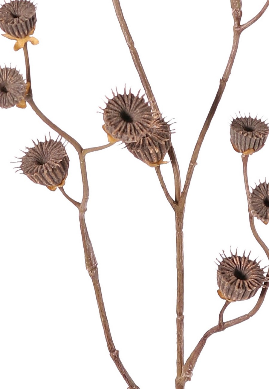 Abutilon (Chinese lantern) 'Dried Beauty' 4x branched, with 19 seed pods, 83 cm