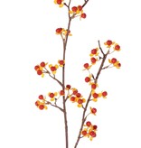 Baumwürger (Celastrus), 2 Zweige mit 46 Beeren mit Hochblättern, 86 cm