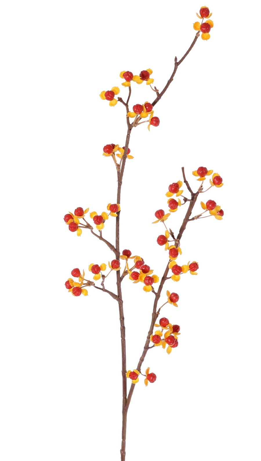 Baumwürger (Celastrus), 2 Zweige mit 46 Beeren mit Hochblättern, 86 cm