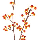 Celastrus, 2 ramas con 46 bayas con brácteas, 86 cm