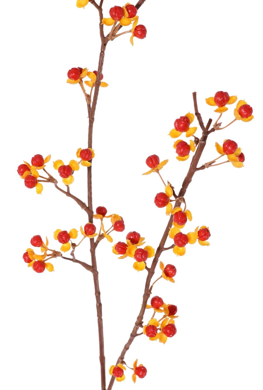 Baumwürger (Celastrus), 2 Zweige mit 46 Beeren mit Hochblättern, 86 cm