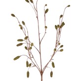 Wiesenknopf (Sanguisorba) mit 34 beflockten Blüten, ohne Blatt, 100 cm