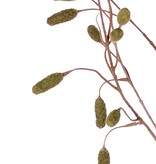 Wiesenknopf (Sanguisorba) mit 34 beflockten Blüten, ohne Blatt, 100 cm