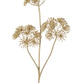 Heracleum (Bärenklau) klein 'Dried Beauty' mit 3 Dolden (Ø 12 cm), 83 cm