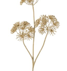 Heracleum (Bärenklau) klein 'Dried Beauty' mit 3 Dolden (Ø 12 cm), 83 cm