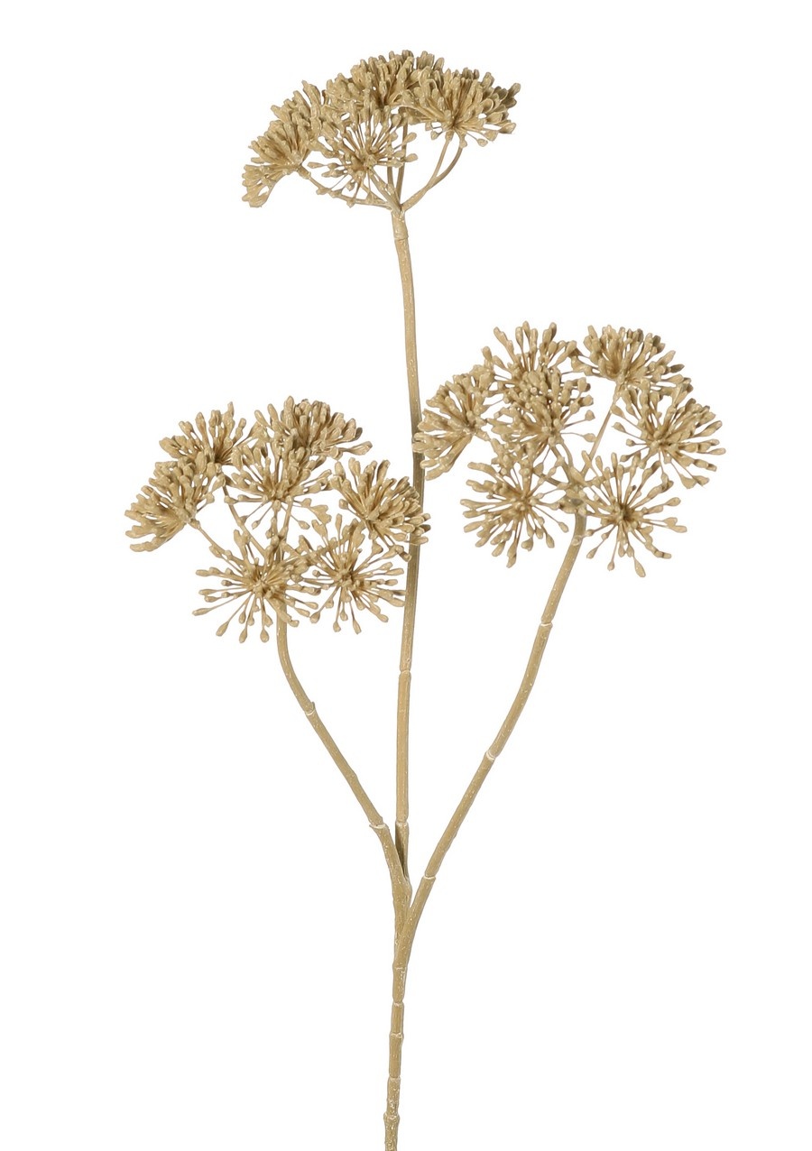 Heracleum (Bärenklau) klein 'Dried Beauty' mit 3 Dolden (Ø 12 cm), 83 cm