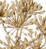 Heracleum (Bärenklau) klein 'Dried Beauty' mit 3 Dolden (Ø 12 cm), 83 cm