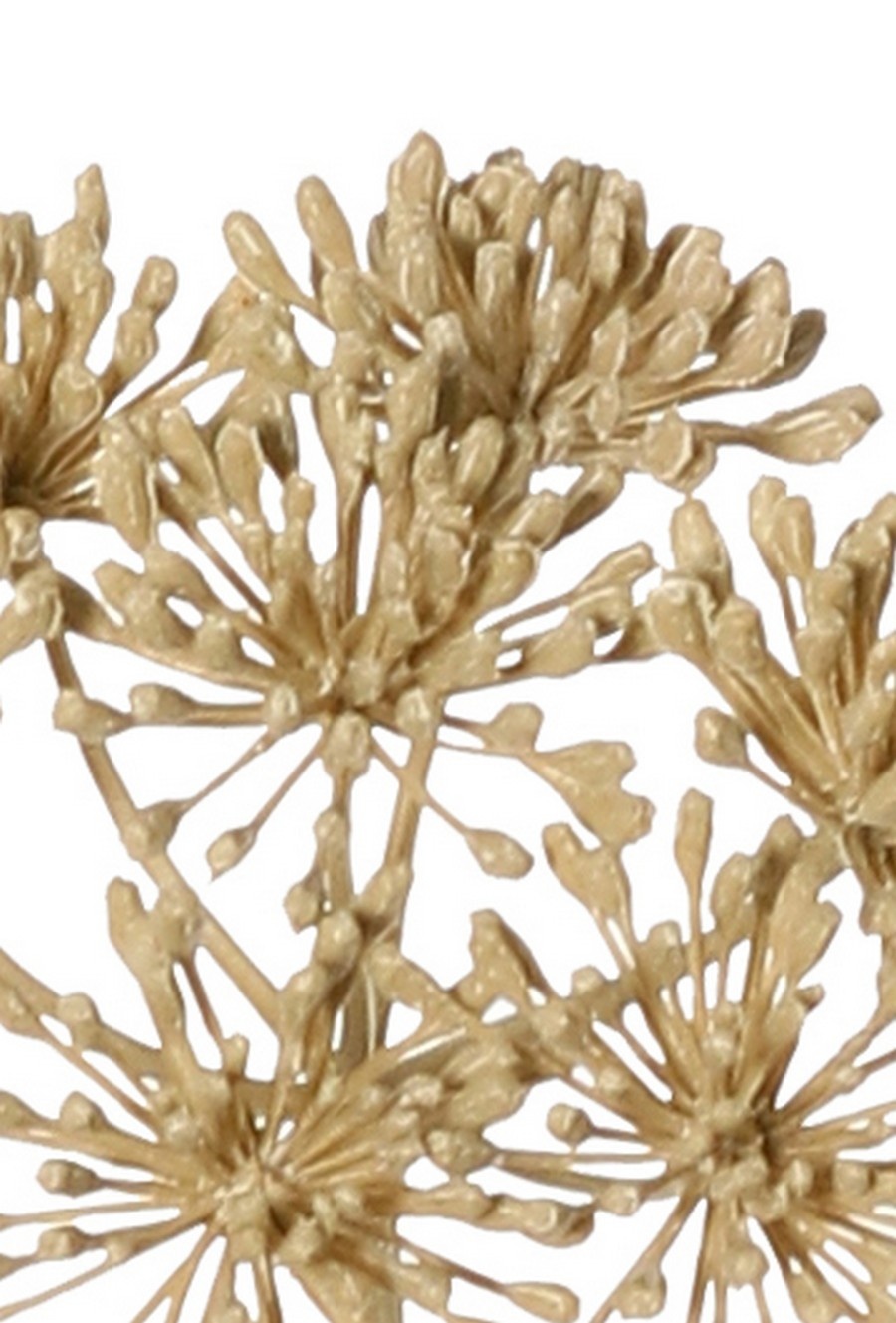 Heracleum (Bärenklau) klein 'Dried Beauty' mit 3 Dolden (Ø 12 cm), 83 cm