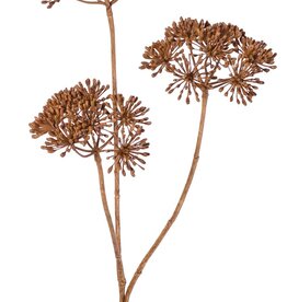 Heracleum (Berenklauw) klein 'dried beauty' met 3 schermen (Ø 12 cm), 83 cm