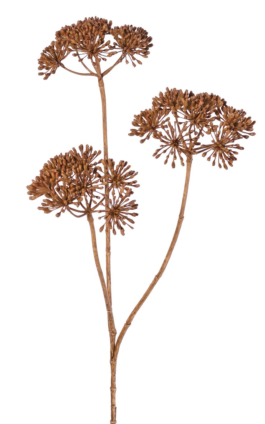 Heracleum (Berenklauw) klein 'dried beauty' met 3 schermen (Ø 12 cm), 83 cm