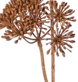 Heracleum (Bärenklau) klein 'Dried Beauty' mit 3 Dolden (Ø 12 cm), 83 cm
