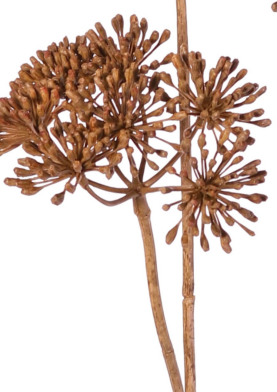 Heracleum (Bärenklau) klein 'Dried Beauty' mit 3 Dolden (Ø 12 cm), 83 cm