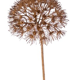 Allium 'Dried Beauty' XL, 55 flores, Ø 20 cm, plástico, 76 cm