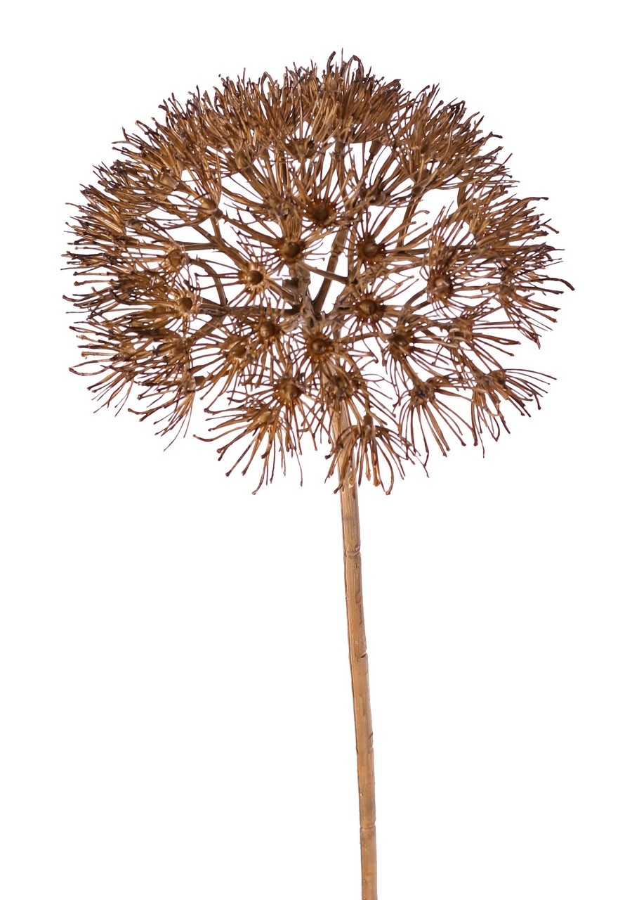 Allium 'Dried Beauty' XL, 55 flores, Ø 20 cm, plástico, 76 cm