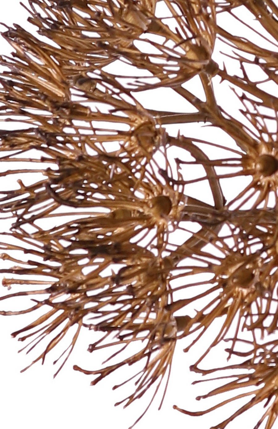 Allium 'Dried Beauty' XL, 55 Blüten, Ø 20 cm, Vollplastik, 76 cm