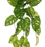 Monstera 'Monkey Leaf', Hängepflanze mit 33 Blättern, schwer entflammbar, 71 cm