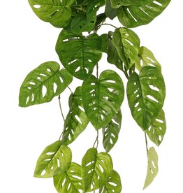 Monstera 'Monkey Leaf', Hängepflanze mit 33 Blättern, schwer entflammbar, 71 cm