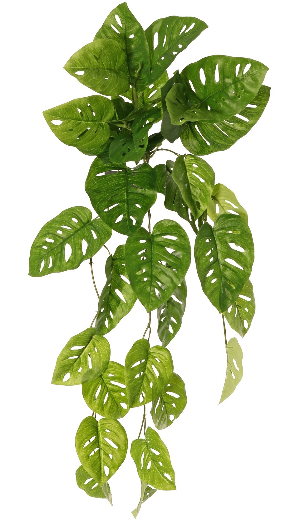 Monstera 'Monkey Leaf', Hängepflanze mit 33 Blättern, schwer entflammbar, 71 cm