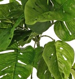 Monstera 'Monkey Leaf', Hängepflanze mit 33 Blättern, schwer entflammbar, 71 cm