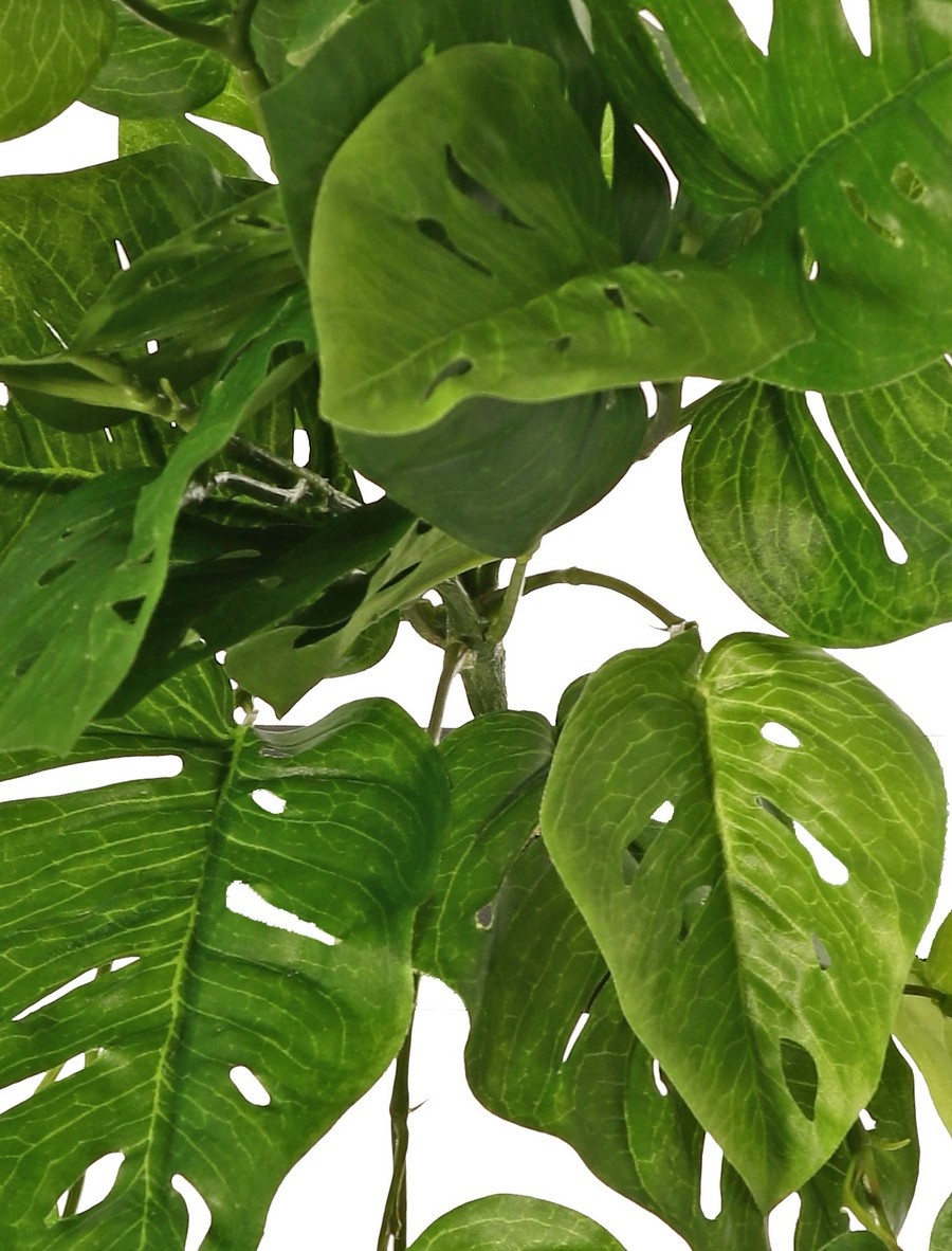 Monstera 'Monkey Leaf', hanging plant with 33 leaves, fire retardant, 71 cm