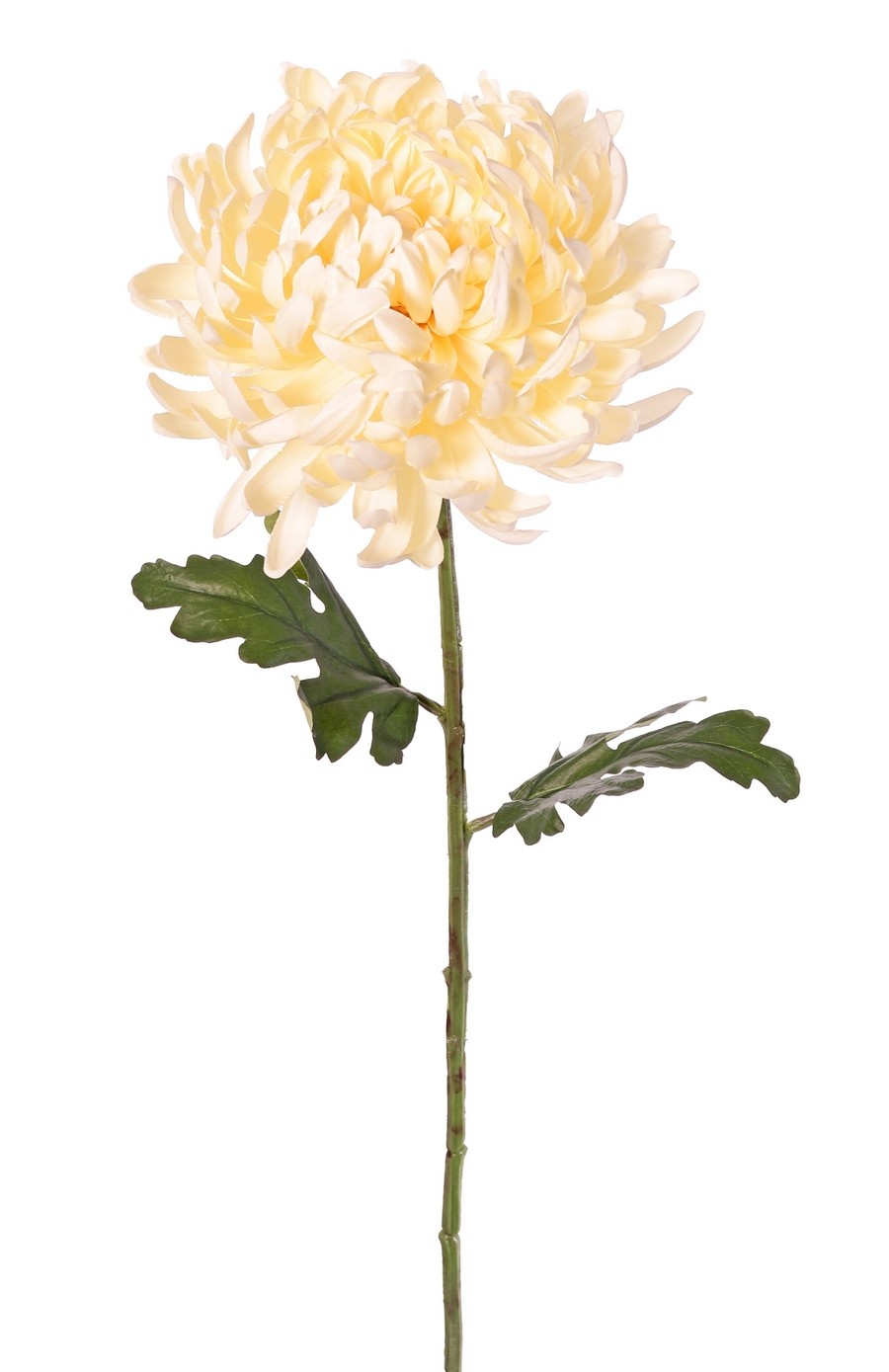 Bolchrysant (Chrysanthemum) XL met 1 bloem Ø 20 cm, H 9 cm & 2 bladeren, 80 cm