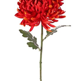 Crisantemo bola (Chrysanthemum) XL con 1 flor Ø 20 cm, H 9 cm y 2 hojas, 80 cm