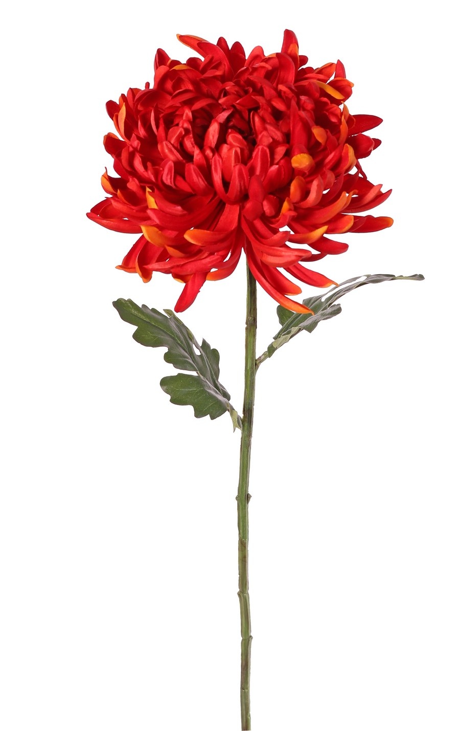 Bolchrysant (Chrysanthemum) XL met 1 bloem Ø 20 cm, H 9 cm & 2 bladeren, 80 cm